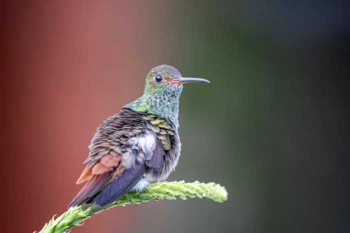 Lipinghu: Colibrì dalla coda rossiccia