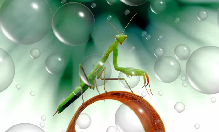 Dufour, Thierry: Une étoile parmi les insectes...