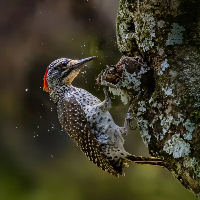 Abuaisheh, Yousef: Woodpecker