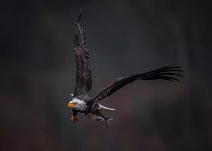 Xiao, Hanping: Flug mit der Beute