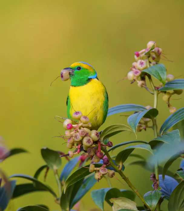 He, Mike: Chlorophonia mit goldenem Stirnband