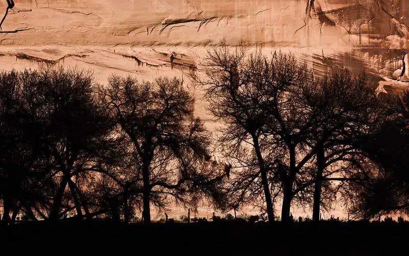 Zuzana a Josef Havlin: Trees