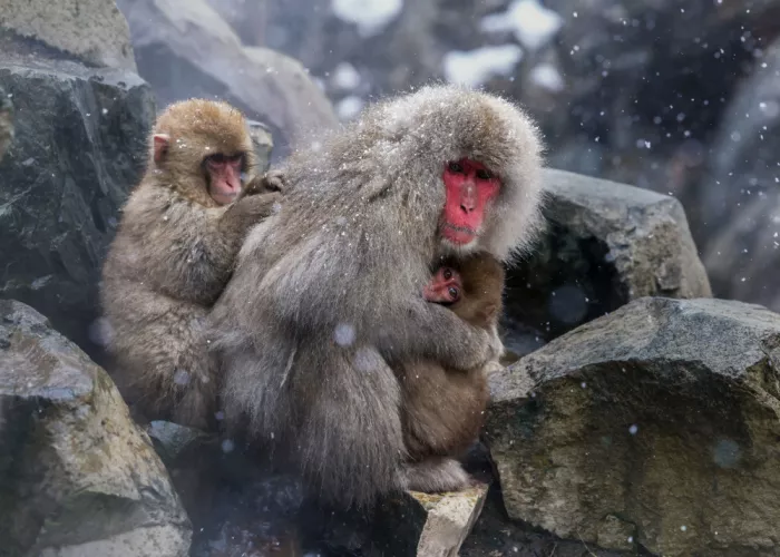 W, Joanna: Snow monkeys