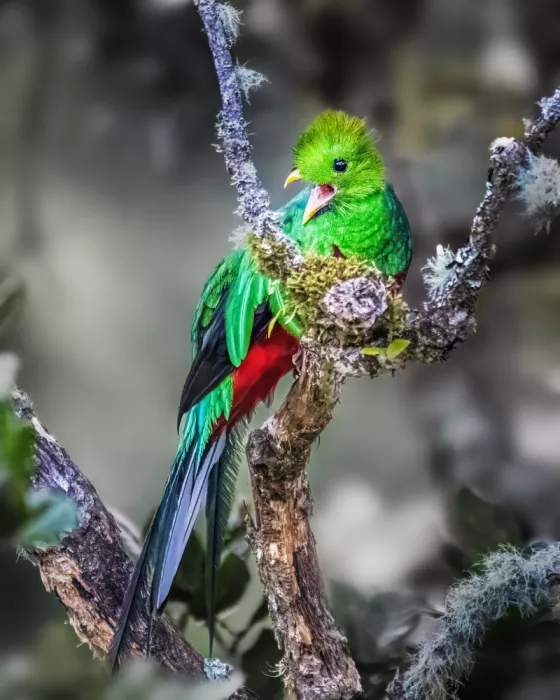 Lipinghu: Lo Splendido Quetzal canta