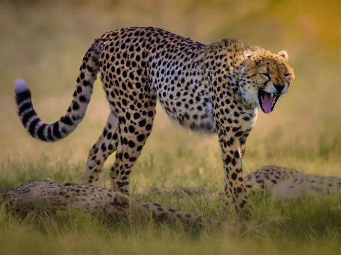 Abuaisheh, Yousef: Cheetah yawn