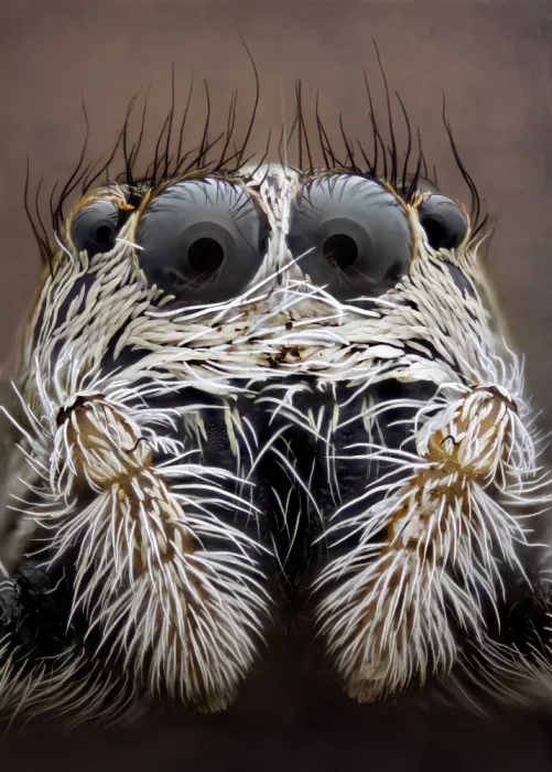 Just, Carles: Jumping spider