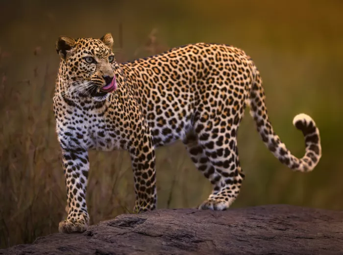 Abuaisheh, Yousef: Leopard
