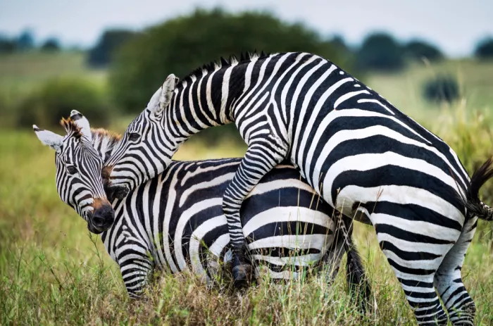 Hu, Gary: Zebras in Love