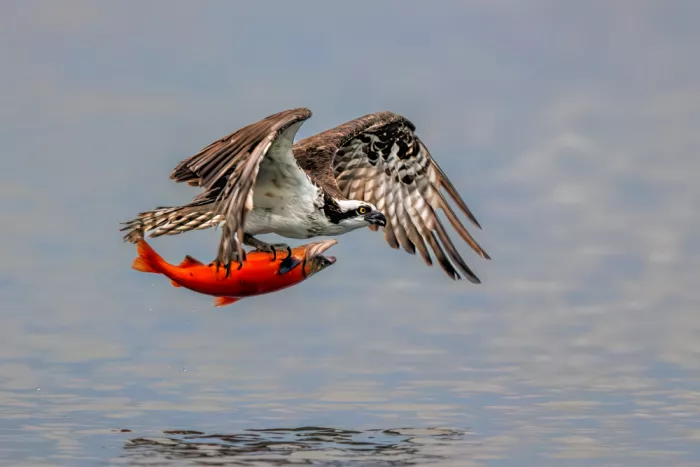 Zuo, Jun: Catturare un grosso pesce