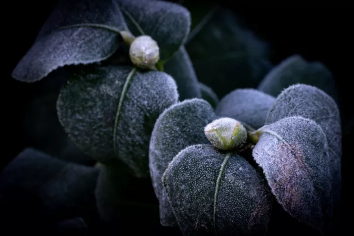 Louwen, Fred: Frost