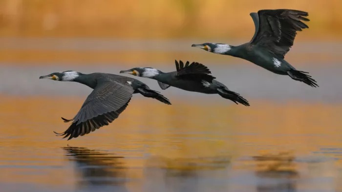 Manusevich, David: Cormorani