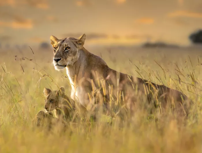 Abuaisheh, Yousef: Lioness with cubs