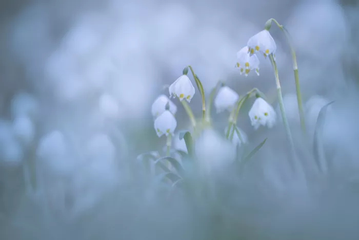 Maier, Norbert: First signs of spring
