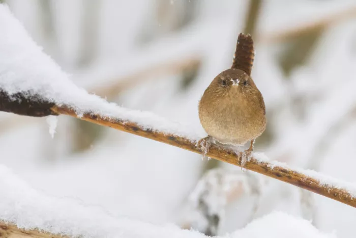 Doronin, Dmitry: Eurasian Wren