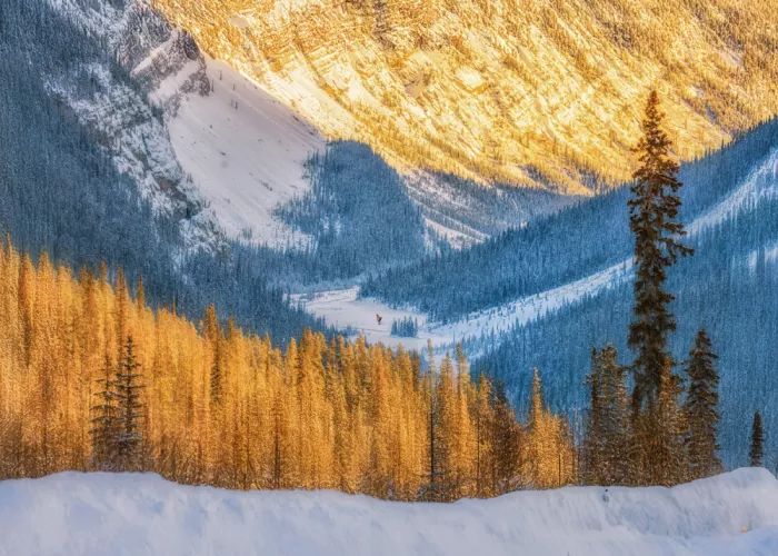 Z, Leechee: Skier Carving through Snowy Peaks