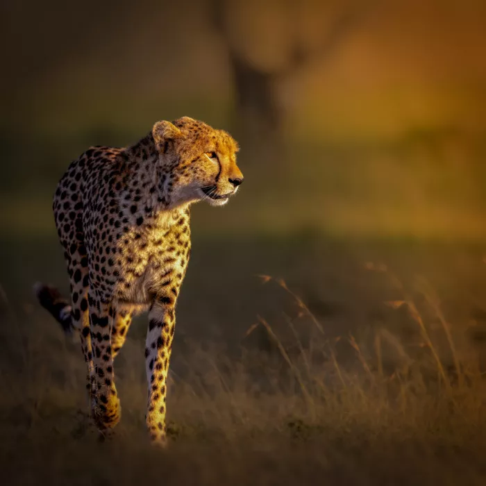 Abuaisheh, Yousef: Cheetah in sunrise