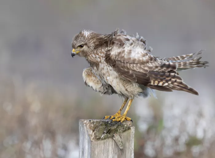 Lester, D Linda: The Beauty of the Red Shoulder Hawk
