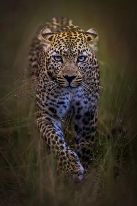 Abuaisheh, Yousef: The majestic beauty of leopard