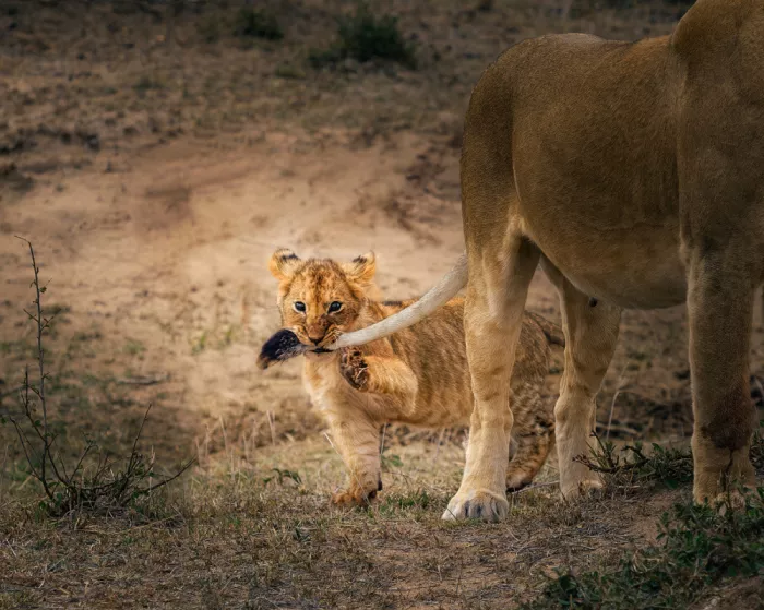 Zhang, Anna: Cub playing