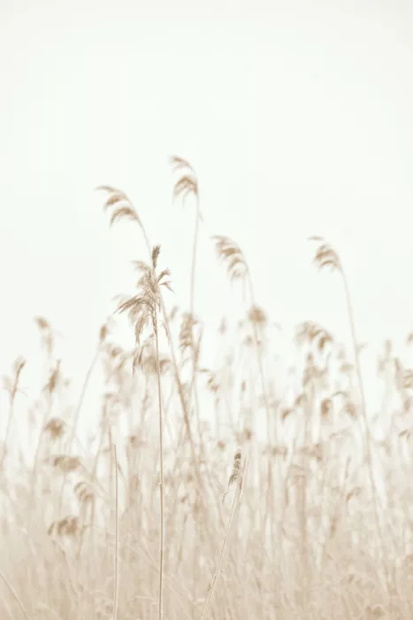 Sillen, Christina: Winter reed