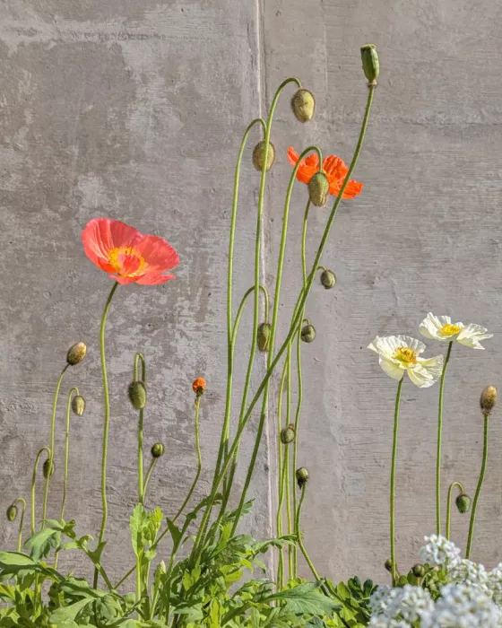 Windeknecht, Tom: Poppies In the Sunlight