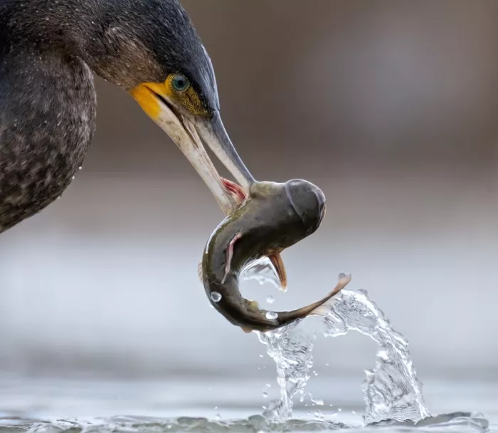 DeLaan, Corry: Kormoran with Fish