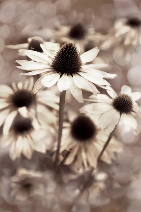 Sillen, Christina: Fiore Crema