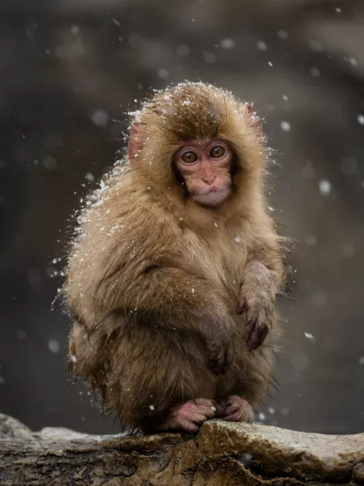 W, Joanna: A little snow monkey - 4