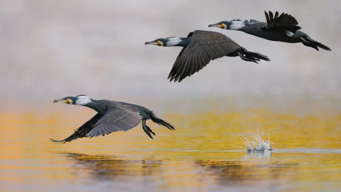 Manusevich, David: Cormorani