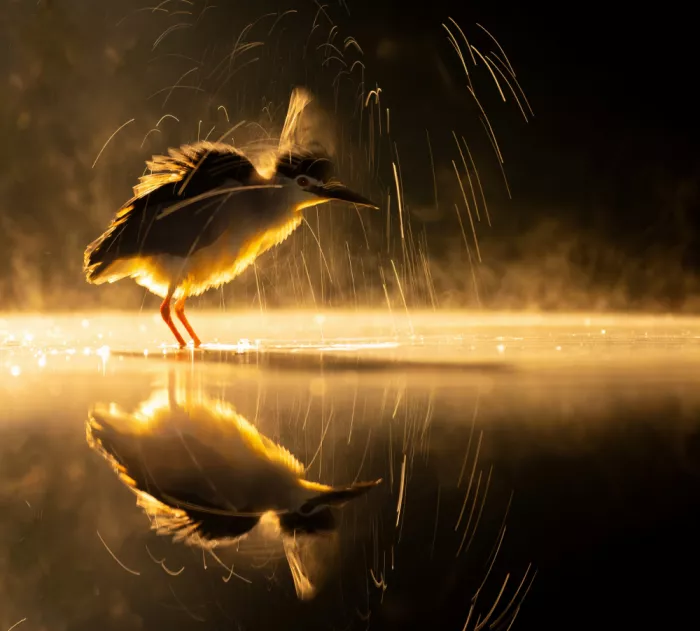 DeLaan, Corry: Nightheron at night after heavy rain