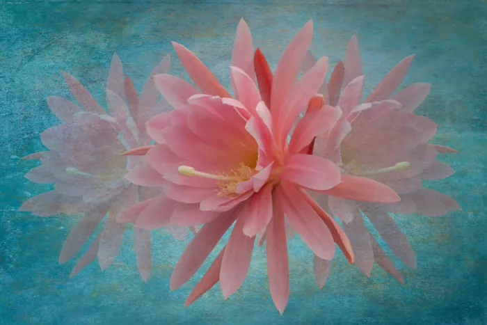 Urbanski, Richard: Cactus Pink