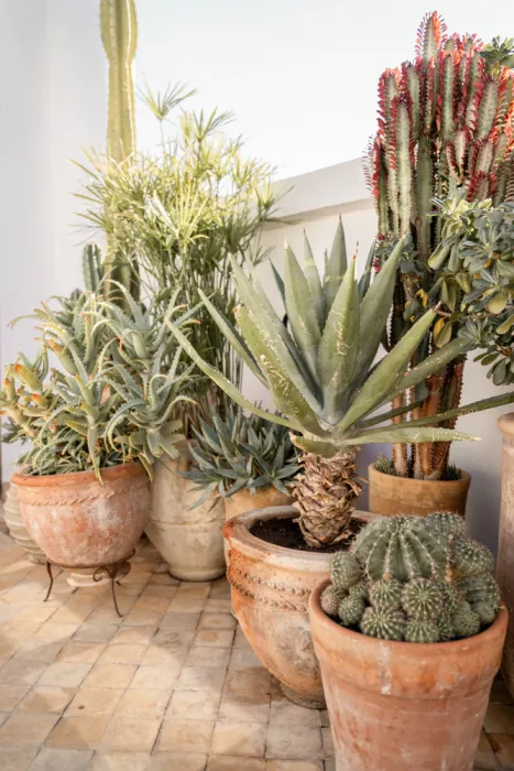Schenk, Henrike: Giardino con vari vasi di succulente e cactus