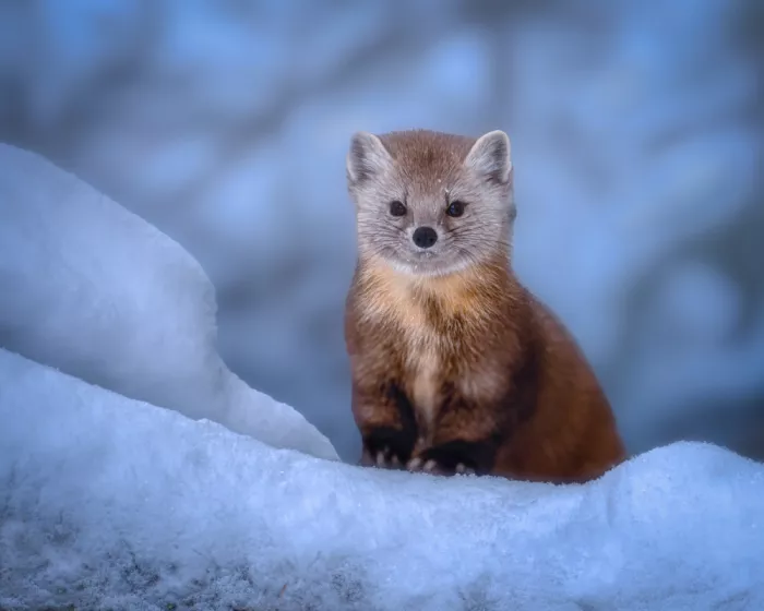Lin, Cong: Pine Marten