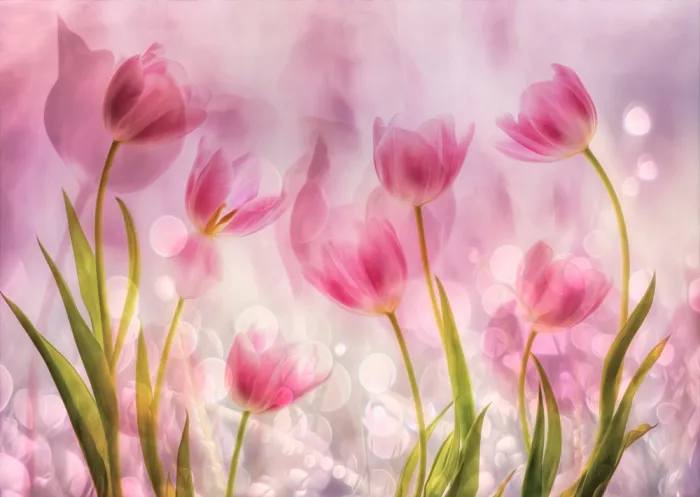 Lee, van Hilda: Pretty Pink