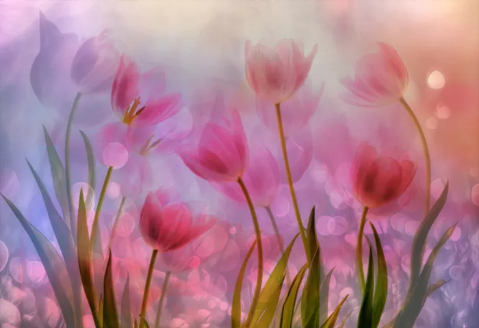 Lee, van Hilda: Tulips time!