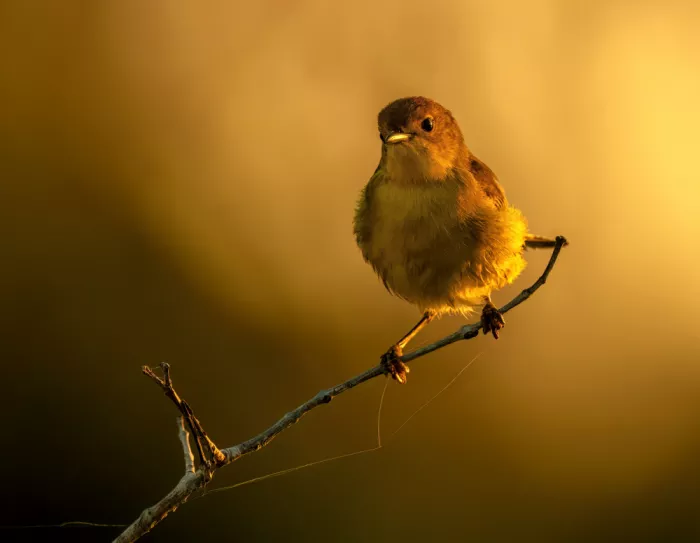 Jin, Jie: Galápagos Warbler