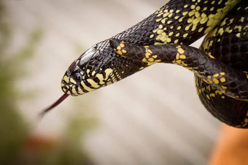 Zuzana a Josef Havlin: Snake