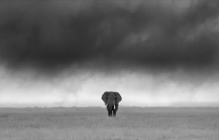 Lu, Bill: Solitario