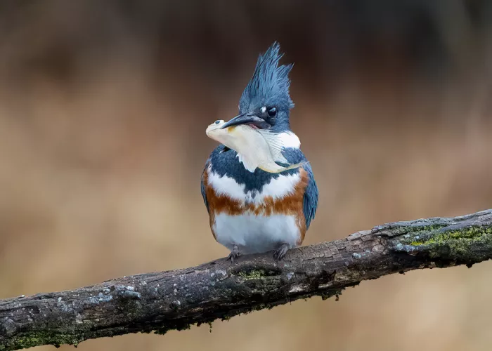 Zhang, Robert: Kingfisher’s Feast