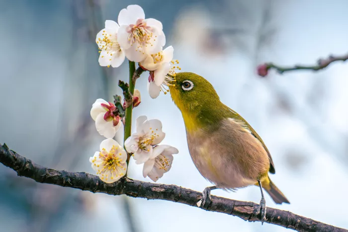 Aliace/uesan: Plum and white-eye