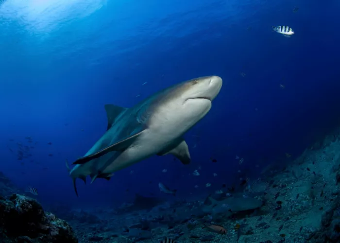 Feng, Young: Giant Bull Shark Hunting