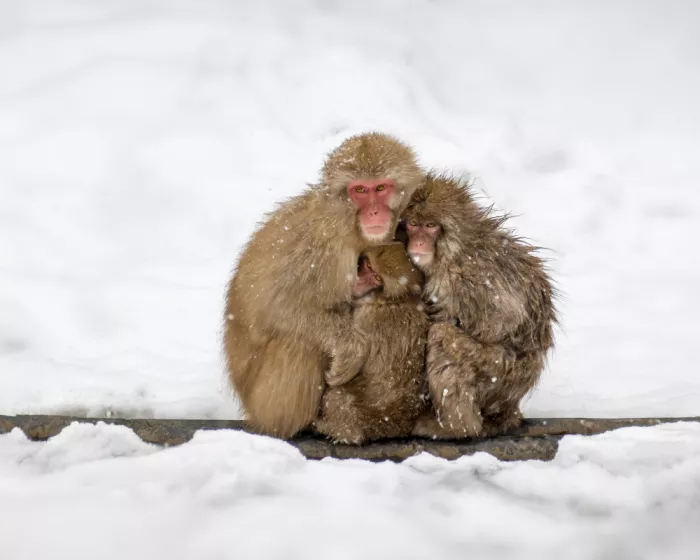 Wang, Ti: Snowy embrace