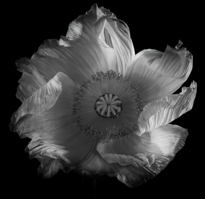 Myles, Penny: The Last Poppy