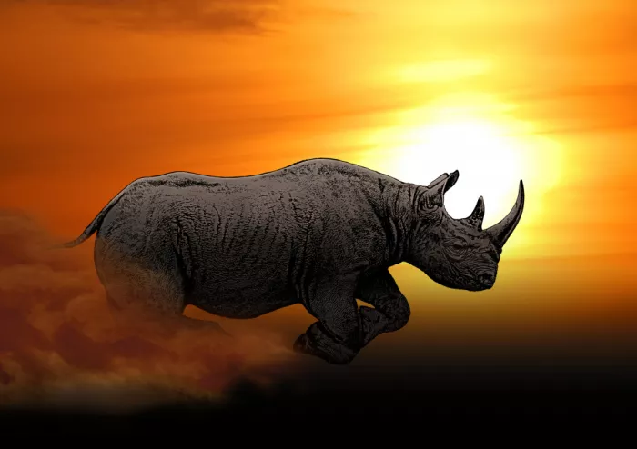 Kaminski, Carlo: Rhino at Sunrise