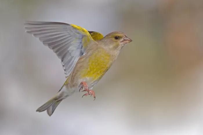Francesco: In flight