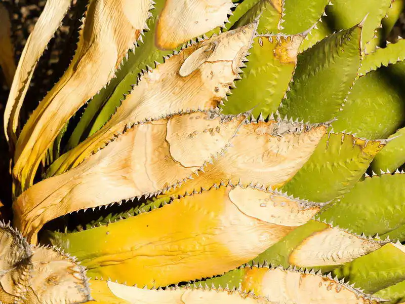 Zuzana a Josef Havlin: Agave I