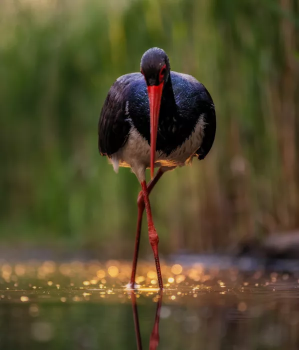 DeLaan, Corry: Black Stork