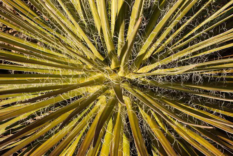 Zuzana a Josef Havlin: Agave II