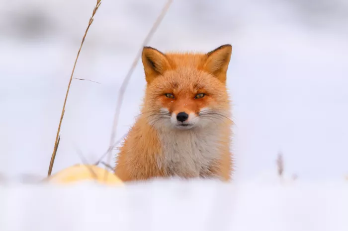 He, Mike: Roter Fuchs