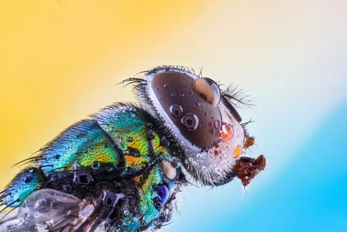 Ferhat, Hocine: Field fly